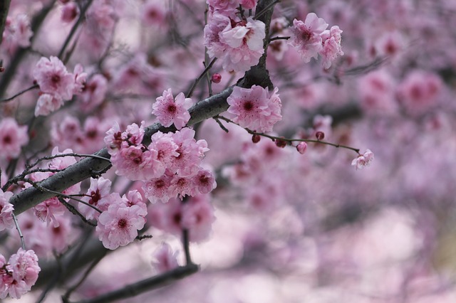桜と気温アイディー